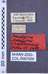 Etiketten zu Melanotus chatlonicus (NHMW-ZOO-COL-0007500)